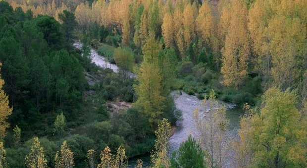 Se licitan los servicios de apoyo tcnico y coordinacin de seguridad y salud en actuaciones hidrolgico-forestales en Castilla-La Mancha