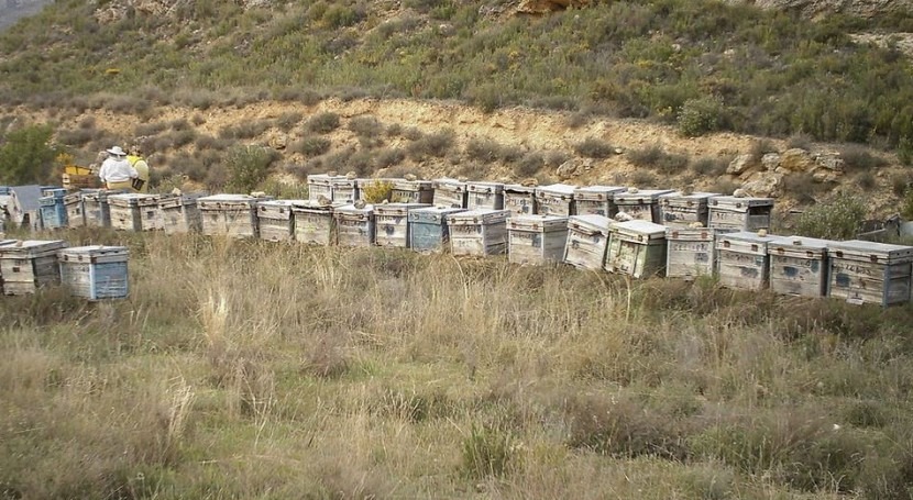 sequía reduce 60% producción miel Ibiza