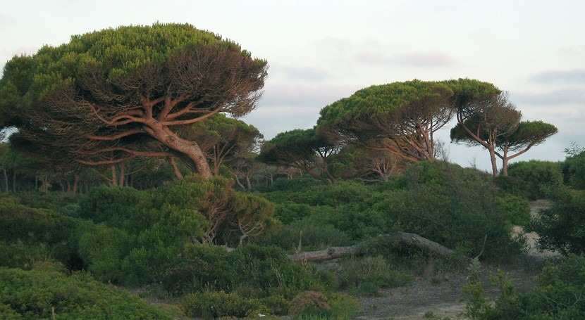 polen pinos, buen indicador cambio climático España