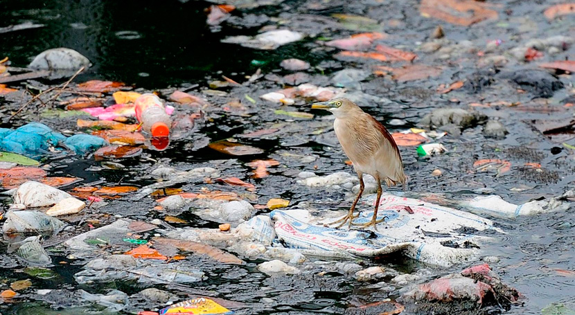 Los humedales y la contaminación por plástico
