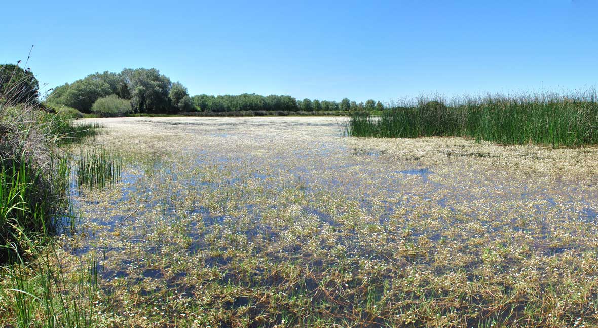 ALJARAFESA concurre al PERTE del agua con un proyecto para Doñana