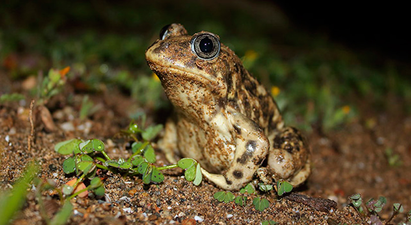 Los periodos hidrológicos más cortos afectan a la supervivencia de especies clave en ecosistemas