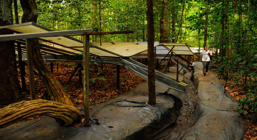 Los bosques del Amazonas meridional y occidental están en riesgo de mortalidad por la sequía