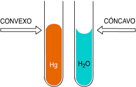 Meniscos de Mercurio y agua (Fuente. Universidad de Florida)