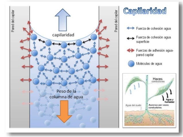 Capilaridad del agua y del mercurio (Fuente. Sergio Jaubert Garibay)