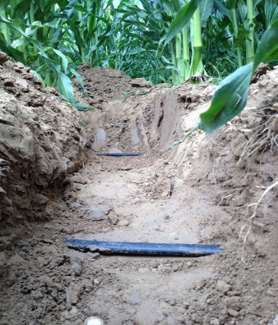 Repetirse Especialmente sugerir Aplicaciones y ventajas del riego por goteo subterráneo (RGS): cultivos  leñosos y extensivos | iAgua