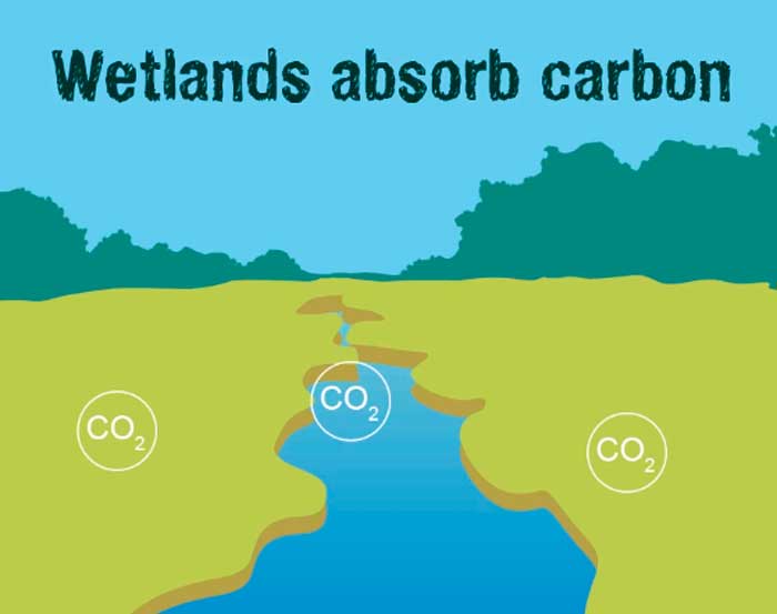 Wetlands and carbon
