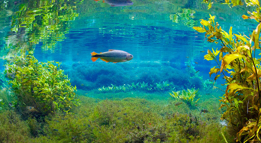 Uno de cada cuatro peces de agua dulce están amenazados de extinción, según la UICN