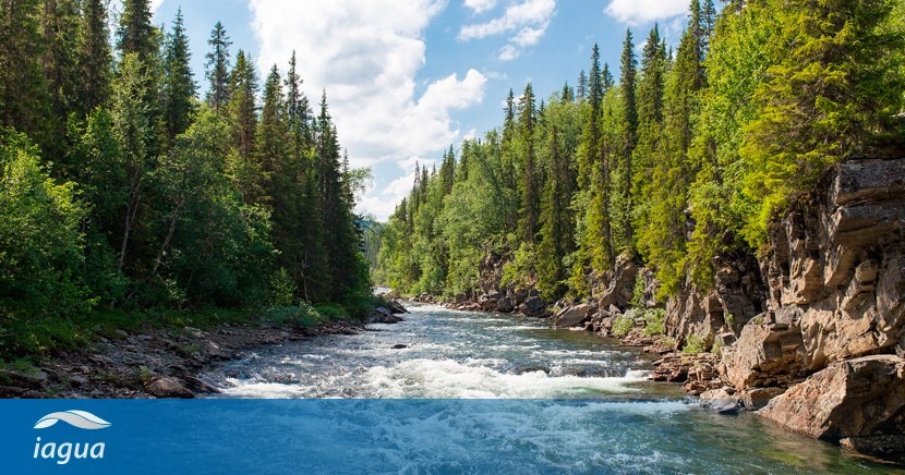 Según un estudio, el flujo de un río se reduce en áreas donde se han  plantado bosques | iAgua