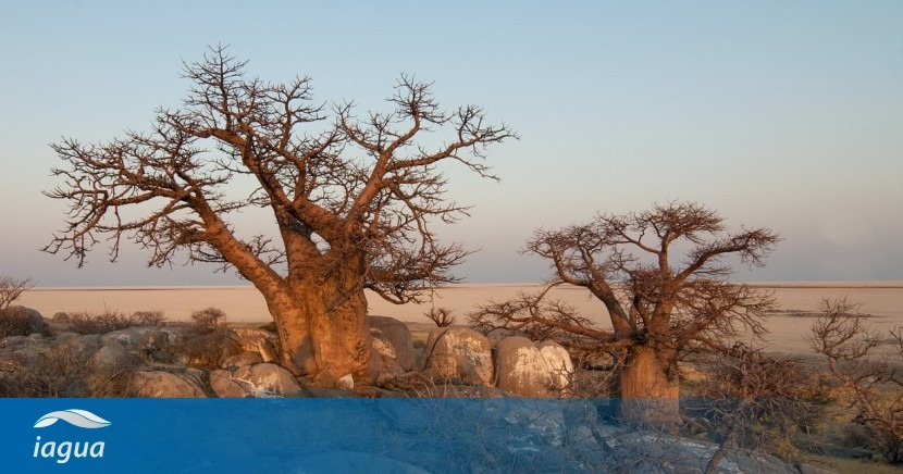 El Baobab, el Árbol del Agua que desaparece sin explicación | iAgua