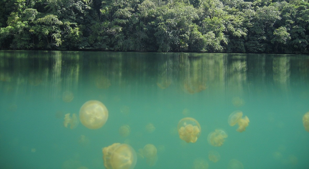 lago medusas: experiencia "gelatinosa"