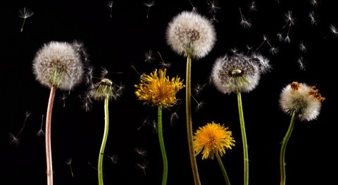 primavera, alergia altera: ¿ qué alérgicos deseamos que llueva?
