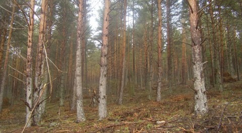 tesis mejora predicción efectos cambio climático bosques españoles