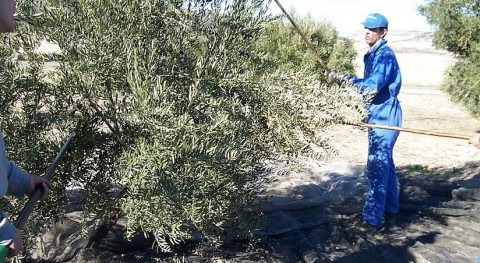 sequía deja cosecha aceituna Jaén "muy escasa", COAG