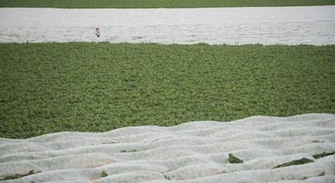 Si agricultura es mayor consumidor agua, no es antojo o indolencia