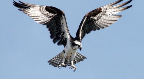 Águila pescadora (Wikipedia).