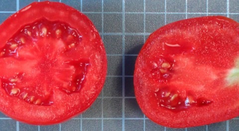 riego deficitario controlado contribuye mejorar sabor y valor funcional tomate