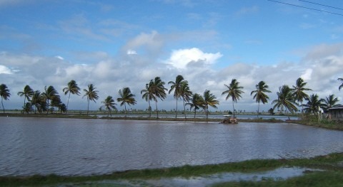Arrozal en Guyana