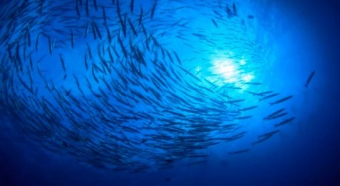 mayoría especies marinas está huyendo aguas más frías