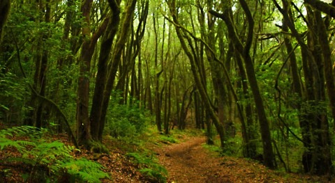 proyecto LIFE Nieblas empleará gotas agua niebla recuperar zonas desertificadas