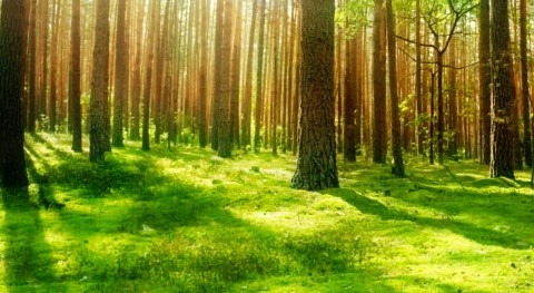 Bosques y Cambio Climático