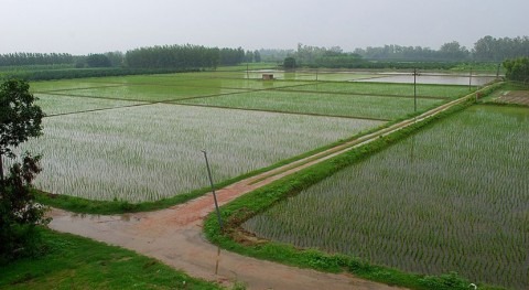 Punjab, tierra cinco ríos convertida granero trigo India
