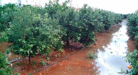 Hormonas vegetales podrían hacer plantas más tolerantes al estrés inundación