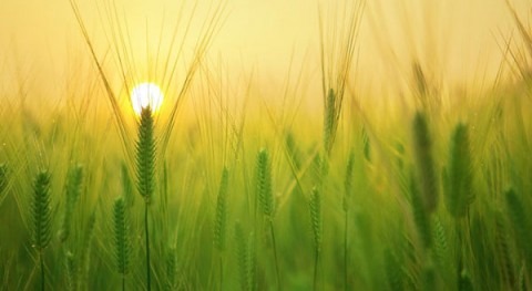 cambio climático y agricultura