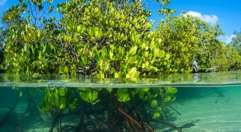 manglares son vitales: seis cosas que cada nosotros podemos hacer ellos