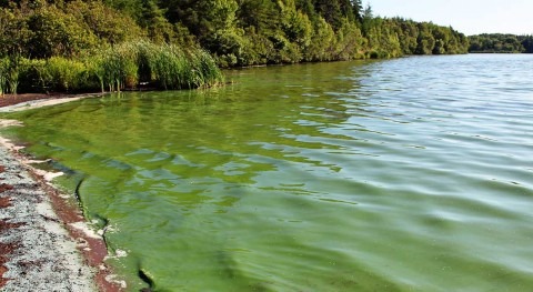 Contaminación nutrientes y proliferación algas: causas y soluciones