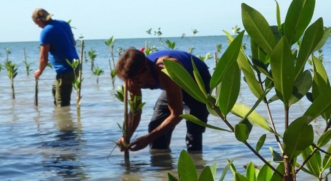 Cuba restaura manglares asistencia PNUD