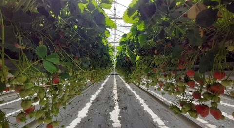 Mejorando cultivo fresas nanoburbujas