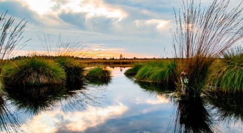 Día Mundial Humedales 2020: ¿ qué es importante biodiversidad?