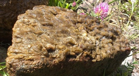 ¿Cuál es impacto ecológico alga invasora ‘moco roca’ ríos peninsulares?