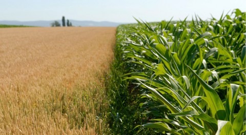 Retos agricultura resiliente: anticipación y adaptación amenazas derivadas clima