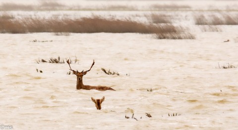 Doñana se inunda casi completo año hidrológico excepcional