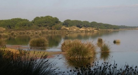 Parque Nacional de Doñana (SEO/BirdLife).