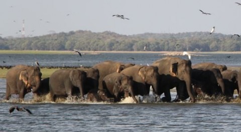  Foto: F.Prieto. Algunos elefantes en Sri Lanka.