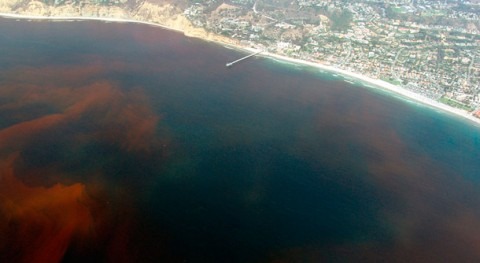Cadagua desarrolla sistema alerta temprana Blooms Planctónicos