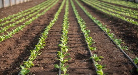 Ahorro y mejor uso agua, imprescindibles transformación sistemas agroalimetarios