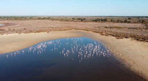 sequía lleva Doñana números más bajos aves acuáticas últimos 40 años