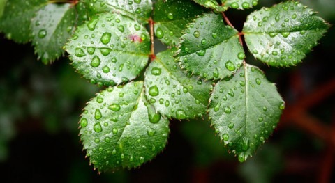 Matemáticas y biología, unidas explicar adaptación plantas al cambio climático