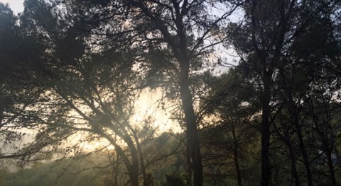 " gestión ecohidrológica mejora adaptación bosques mediterráneos al cambio climático"