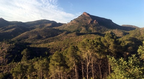 Impulsar investigación gestión forestal, clave mitigar impacto cambio climático