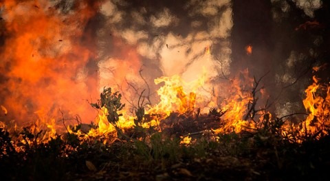 sequía compromete recuperación ecosistema mediterráneo después incendio forestal