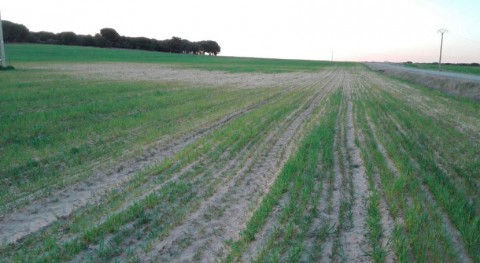 Alerta España: sequía deja graves consecuencias agricultura y ganadería