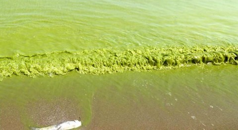 Contaminación por toxinas en el lago Erie (2014).