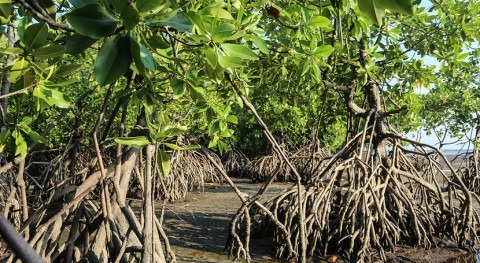 Más mitad manglares corren riesgo colapsar 2050, UICN