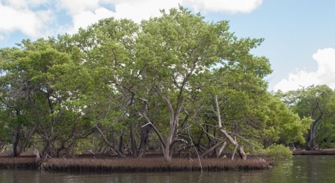 ¿Qué son manglares?