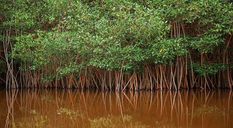 manglares México: Ecosistemas gran importancia ecológica y económica